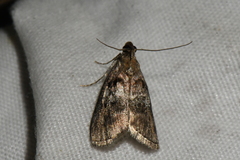 Pococera asperatella