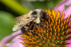 Bombus citrinus