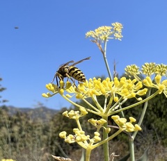 Vespula pensylvanica