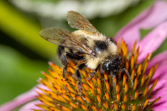Bombus citrinus