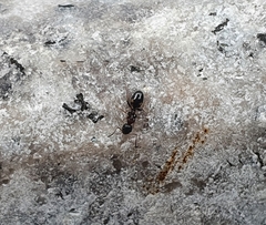 Dolichoderus sibiricus