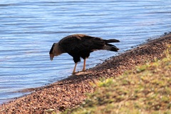 Caracara plancus