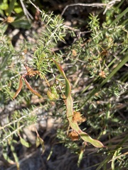 Acacia ulicifolia