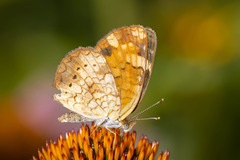 Phyciodes cocyta