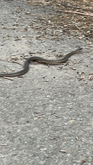 Thamnophis elegans vagrans