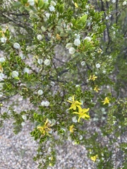 Larrea tridentata