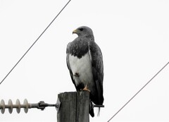 Geranoaetus melanoleucus