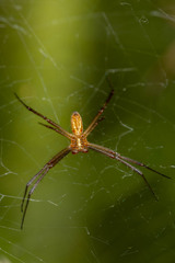 Argiope trifasciata