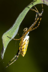 Argiope trifasciata
