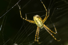 Argiope trifasciata