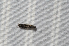 Mompha raschkiella