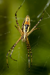 Argiope trifasciata
