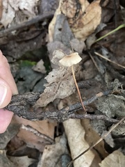 Mycetinis scorodonius