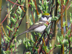 Setophaga pensylvanica