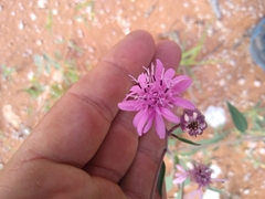 Palafoxia sphacelata