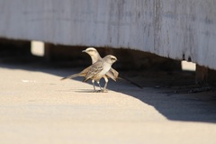 Mimus saturninus