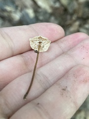 Mycetinis scorodonius