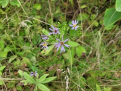 Symphyotrichum ciliolatum