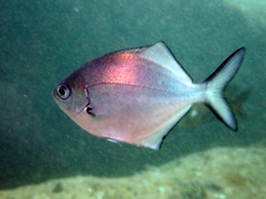 Scorpis lineolata