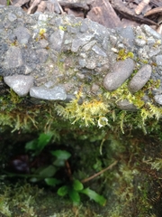 Kindbergia praelonga
