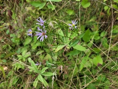 Symphyotrichum ciliolatum