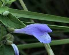 Scutellaria galericulata