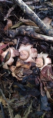 Geastrum triplex