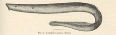 Arctic Lamprey photo 3