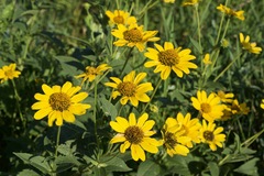 Heliopsis helianthoides