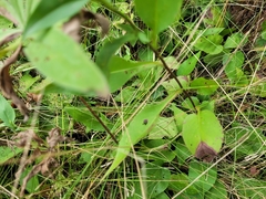 Symphyotrichum ciliolatum