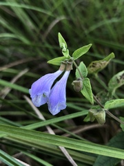 Scutellaria galericulata