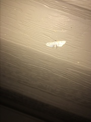 Parapoynx allionealis