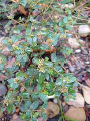 Euphorbia ophthalmica