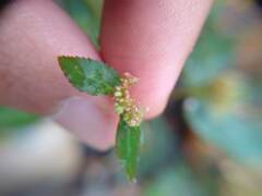 Euphorbia ophthalmica