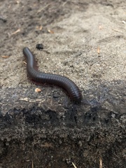 Narceus americanus