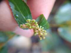 Euphorbia ophthalmica