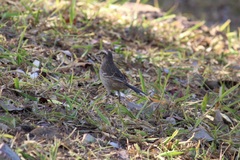 Mimus saturninus