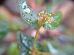 Euphorbia ophthalmica
