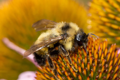 Bombus citrinus