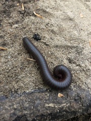 Narceus americanus