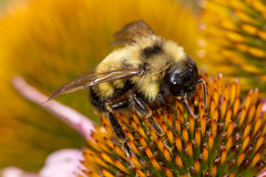 Bombus citrinus