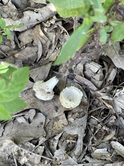 Amanita