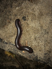 Narceus americanus