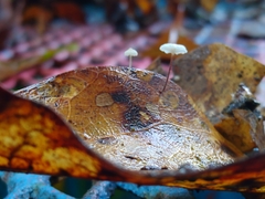 Collybiopsis quercophila