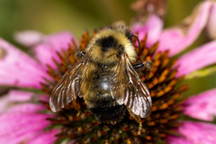 Bombus citrinus