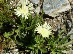 Schlagintweitia intybacea