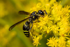 Ancistrocerus antilope