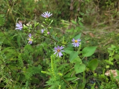 Symphyotrichum ciliolatum