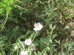 Sphaeralcea angustifolia