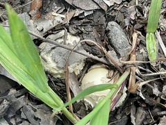 Amanita